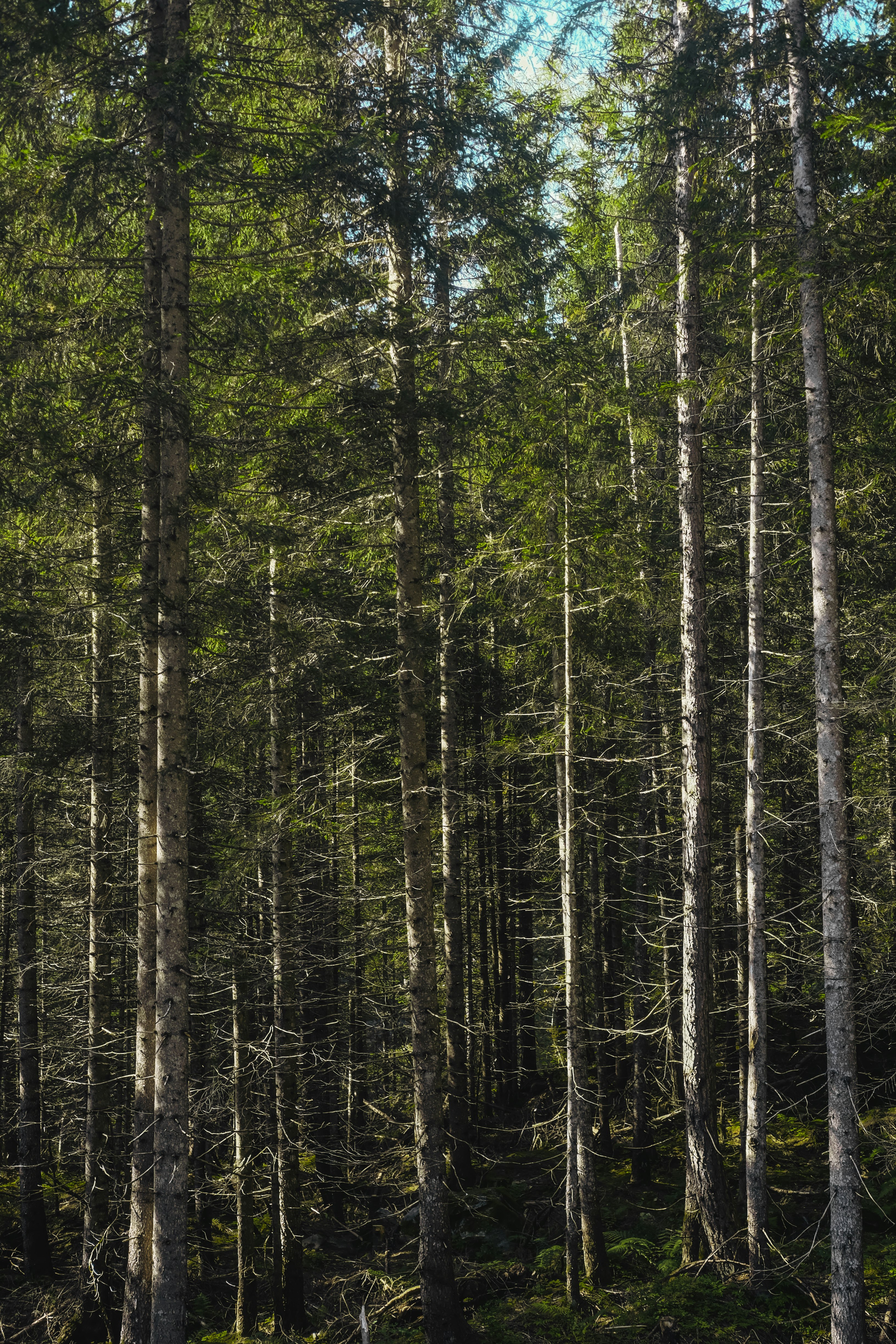 green trees on forest during daytime